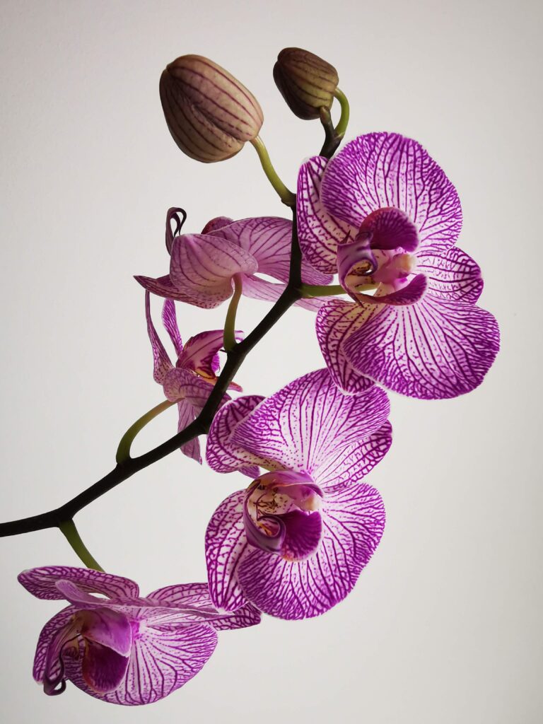 орхидеја